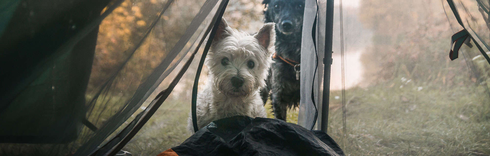 Namiot z psem, nocleg pod namiotem z psem