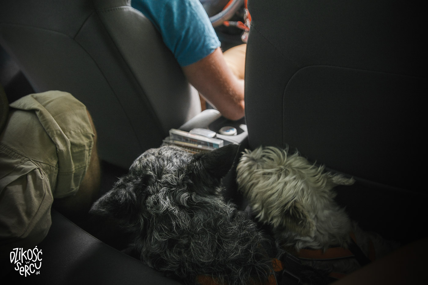 Fibi i Krakers w aucie, upchnięte w nogach za siedzeniem pasażera - podróż autostopem z psami