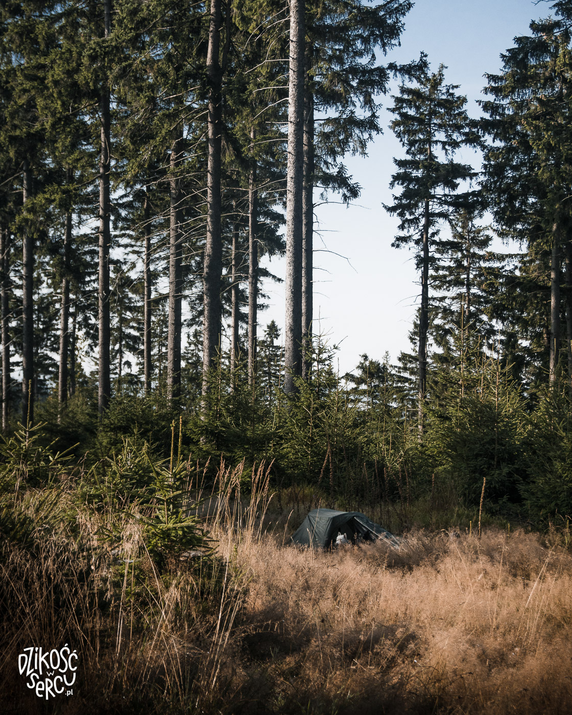 Program Lasów Państwowych "Zanocuj w lesie" pozwala legalnie spać w Polsce na dziko pod namiotem