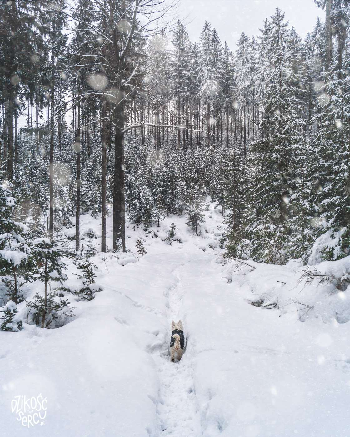 Zima w górach z psem. Małe psy w zaspach śniegu mają wyjątkowo utrudniony marsz!