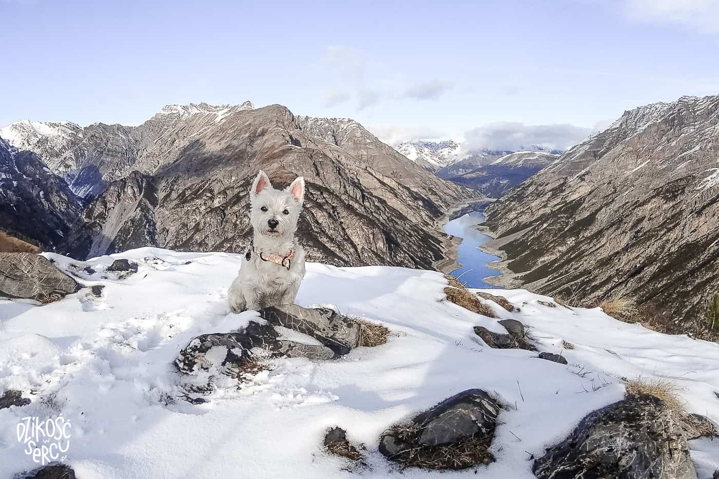 Crap de la Pare, Włochy z psem, Livigno, westie na ośnieżonym szczycie Alp