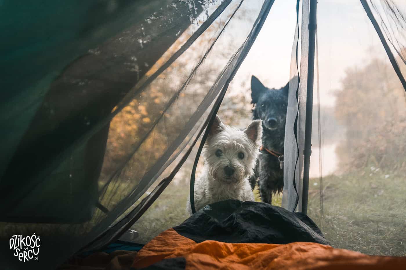 Namiot z psem, nocleg pod namiotem z psem
