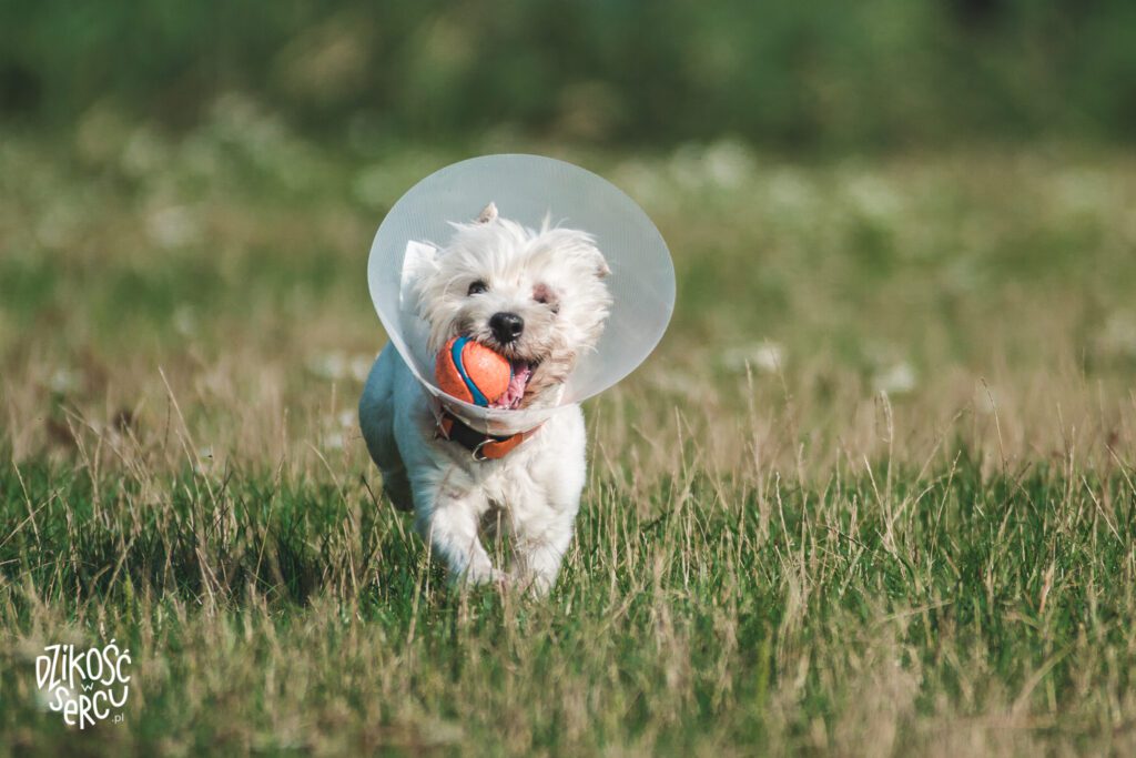 Wrzód rogówki u psa - leczenie, objawy