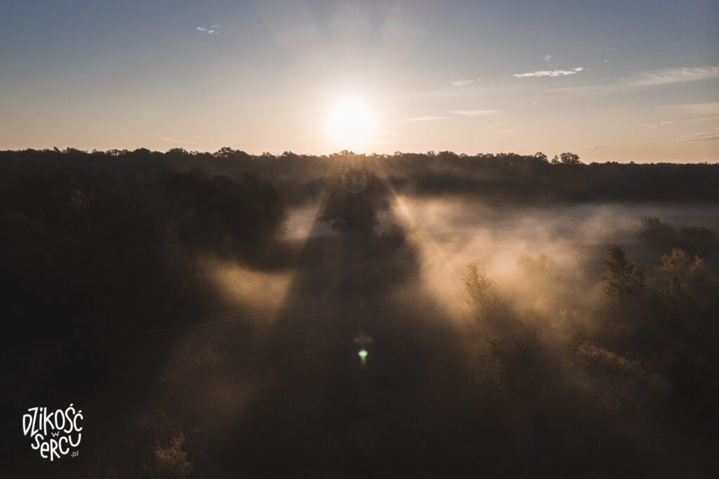 Wschód słońca podczas spaceru z psami, Bajkał, Wrocław