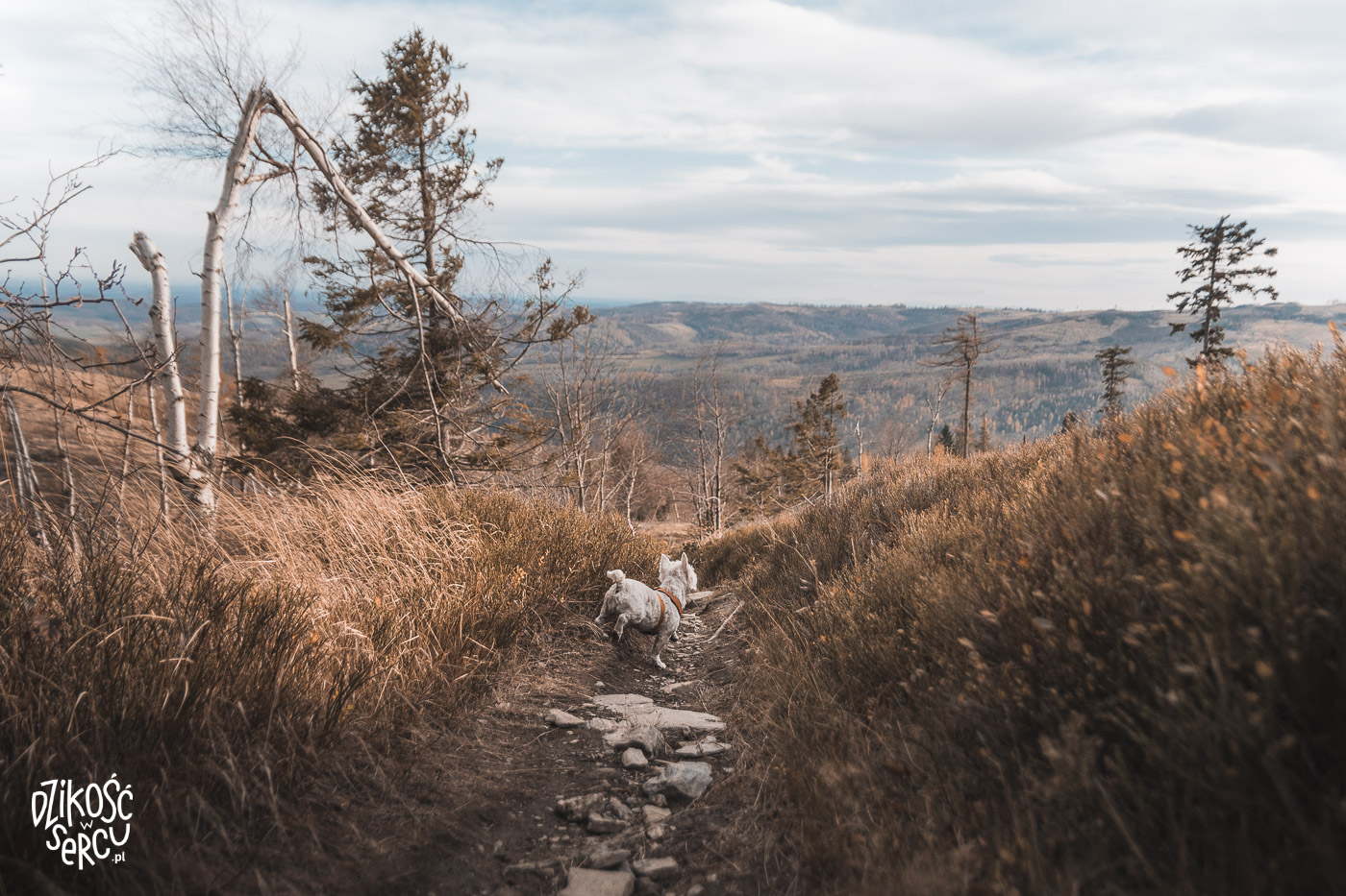 Góry Opawskie z psem, jesień w Górach Opawskich, Biskupia Kopa z psem