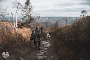 Góry Opawskie z psem, jesień w Górach Opawskich, Biskupia Kopa z psem