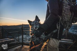 Wschód słońca podczas spaceru z psami, Sokolik Duży, Krakers owczarek węgierski