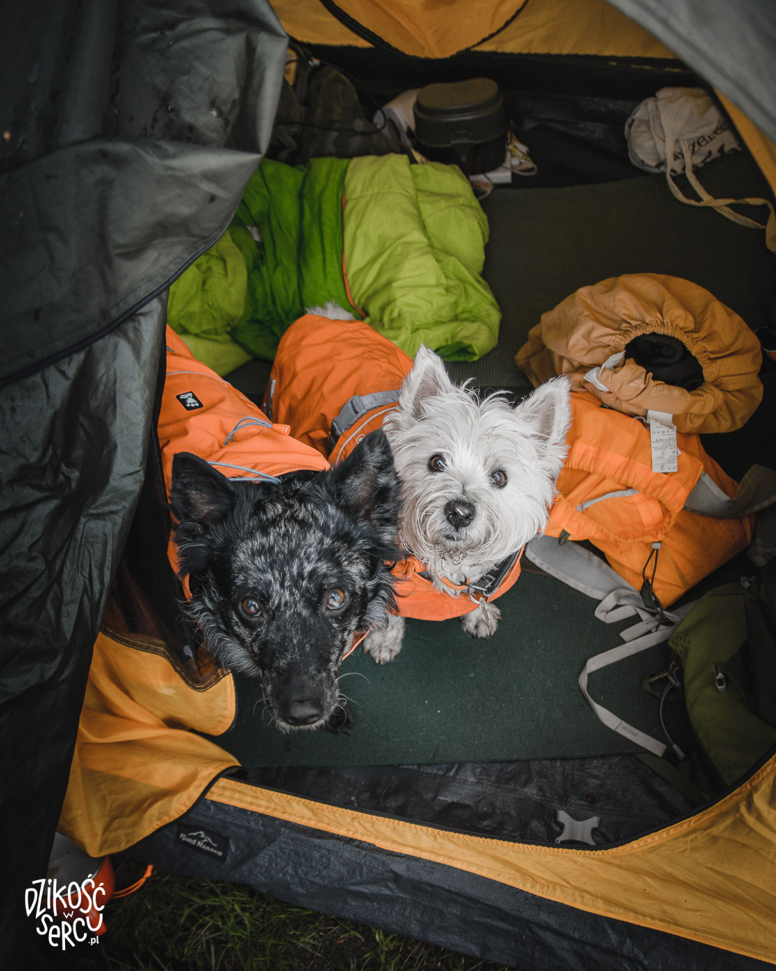 Namiot z psem
