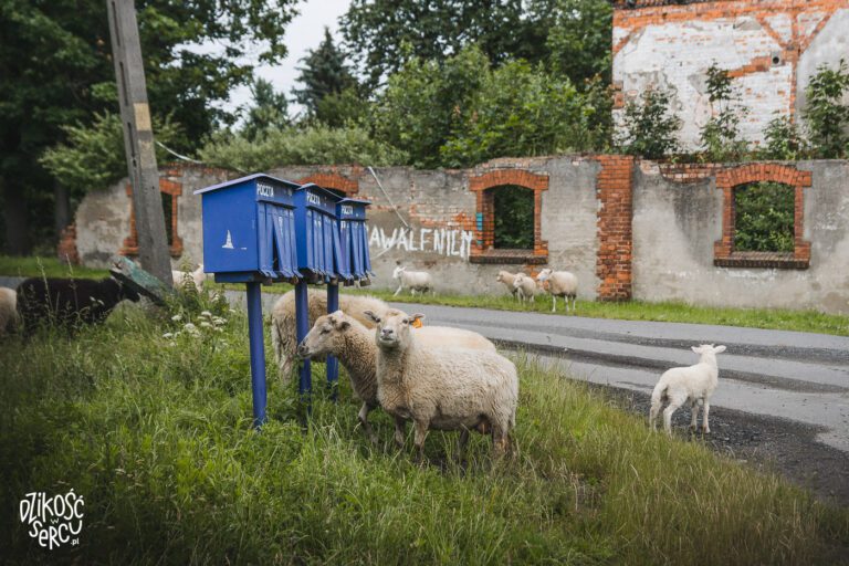 Stado owiec w dolnośląskiej wsi na tle ruin pałacu