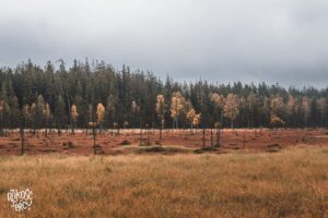 Torfowisko pod Zieleńcem, rezerwat przyrody jesienią