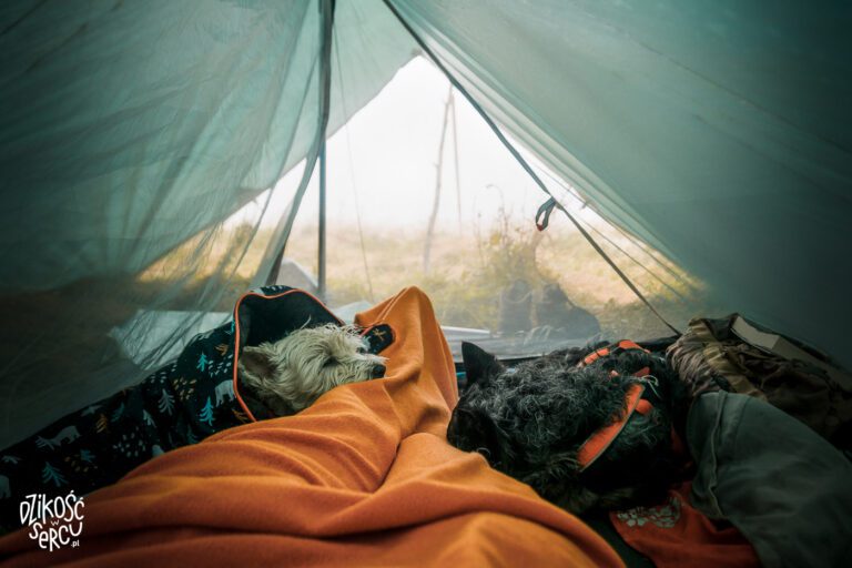 Namiot z psem, nocleg pod namiotem z psem
