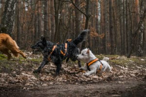 Dwa psy, Fibi i Krakers, biegnące po lesie z innym psem