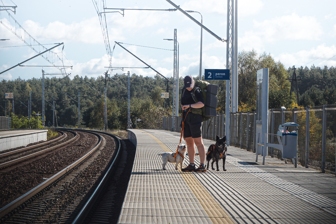 Podróż pociągiem z psem w Polsce – interpretacje regulaminów i wątpliwości