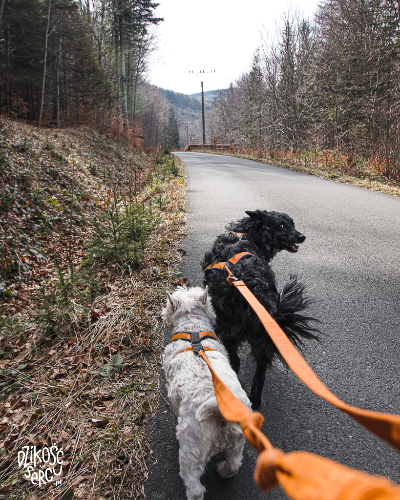 Pricny vrch z psem - początek wędrówki wzdłuż kolejki linowej