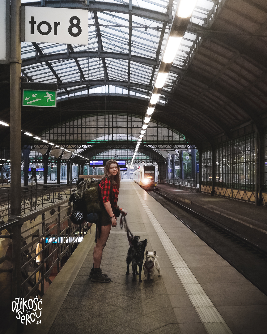 Dworzec Wrocław Główny. Gotowi do pierwszej podróży! Zasady podróżowania z psem pociągiem.