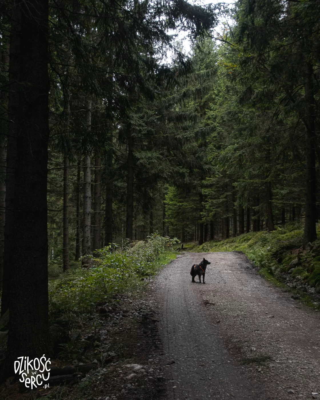 Rudawy Janowickie, Skalnik z psem, leśna droga