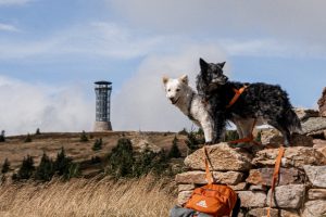 Masyw Śnieżnika, szlak na Śnieżnik z psem