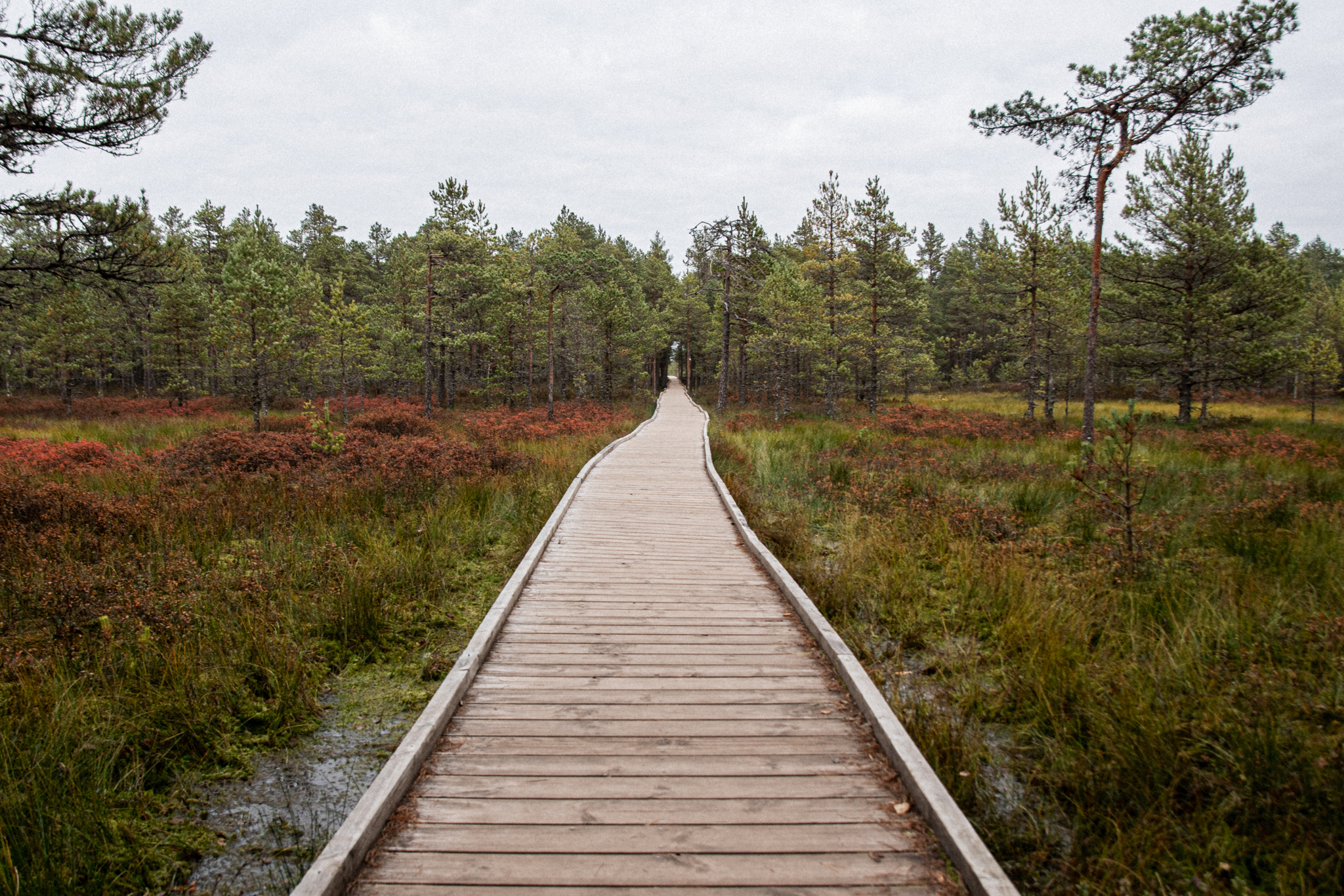 Bagna i torfowiska Estonii
