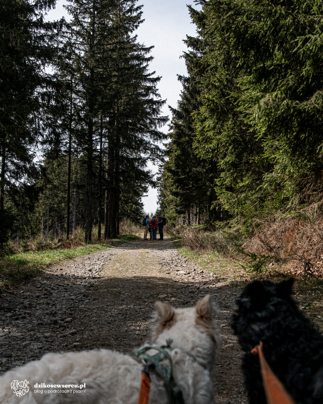Wypłaszczenie na przełęczy nad Horni Morava - w drodze na Trójmorski Wierch z psem