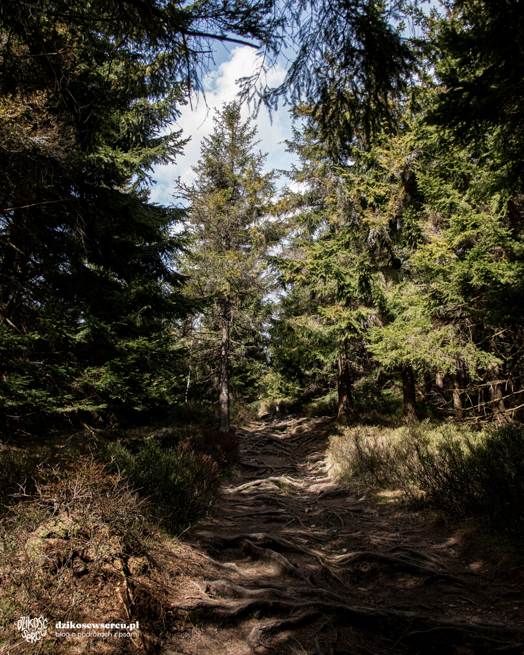 Zielony szlak, ostatni odcinek trasy na Trójmorski Wierch z psem