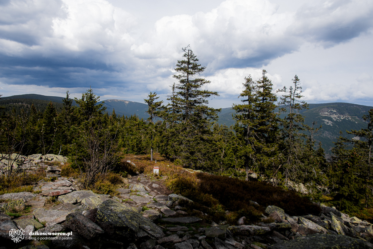 Widoki z Trójmorskiego Wierchu w kierunku Śnieżnika