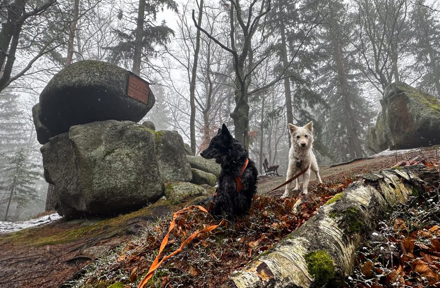Złoty Widok w&nbsp;Michałowicach polecają się na&nbsp;łatwy spacer z&nbsp;psem