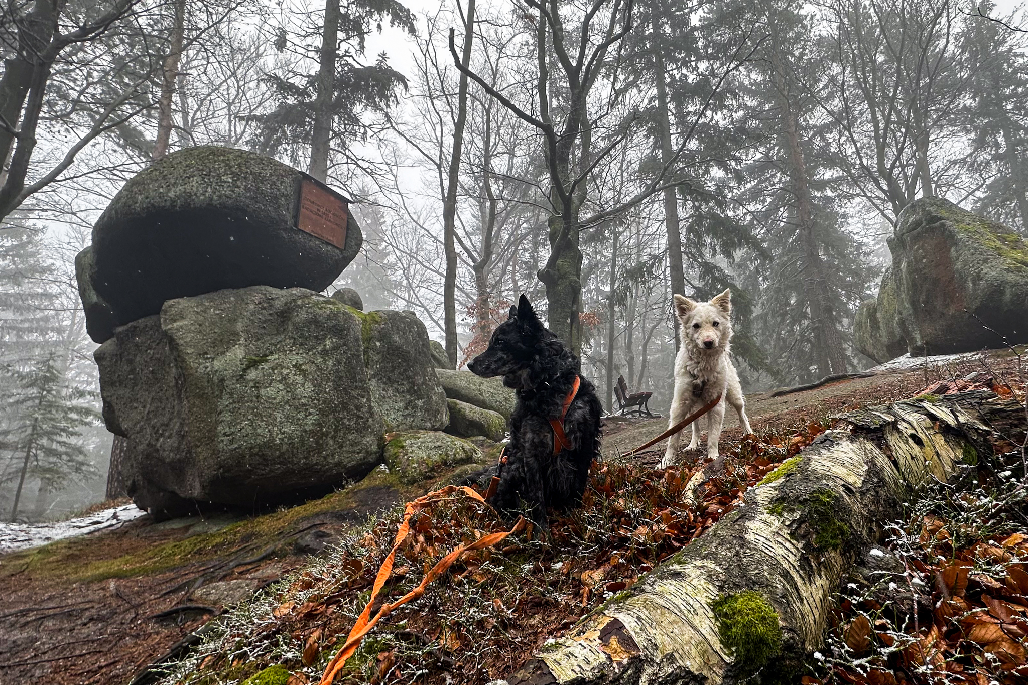 Złoty Widok w Michałowicach polecają się na łatwy spacer z psem