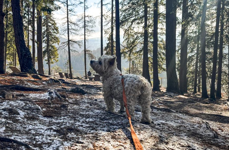 Złoty Widok i&nbsp;Chybotek w&nbsp;Szklarskiej Porębie – 4 spacerowe trasy (z&nbsp;psem)